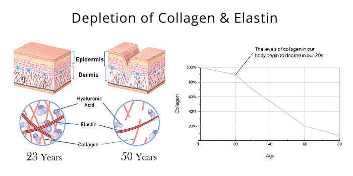 Depletion of Collagen & Elastin In Sagging Skin